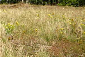 vysušene vyzerajúci porast s prevahou Narduus v severnej časti na okraji lesa